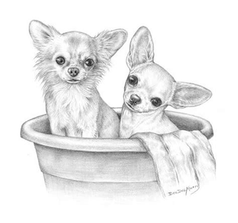 Chaise Longue Zona Superioridad Dibujos De Chihuahuas A Lapiz Boca