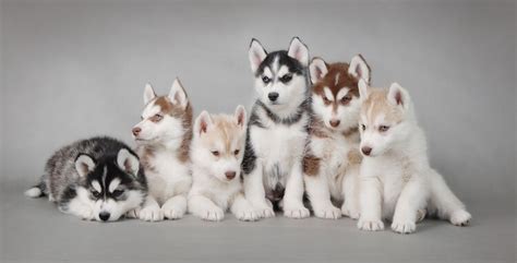 Miniature Husky Facts Size Price Comparison And More Marvelous Dogs