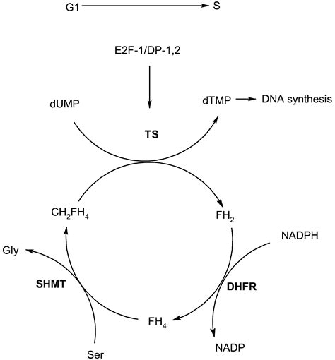 Thymidylate Synthase As An Oncogene Cancer Cell