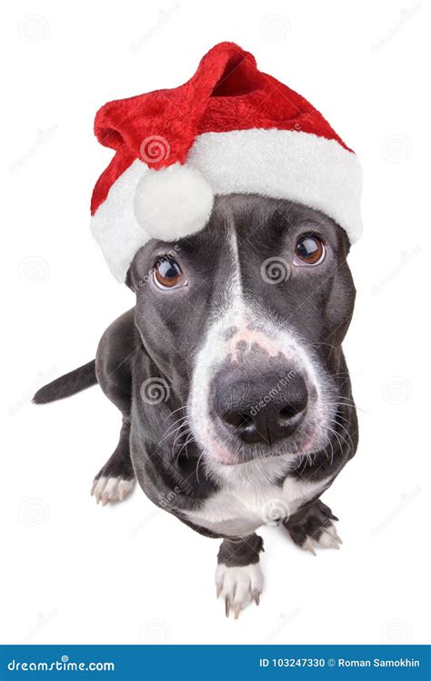 Cute Black Dog With Santa Hat Stock Photo Image Of Eyes Christmas