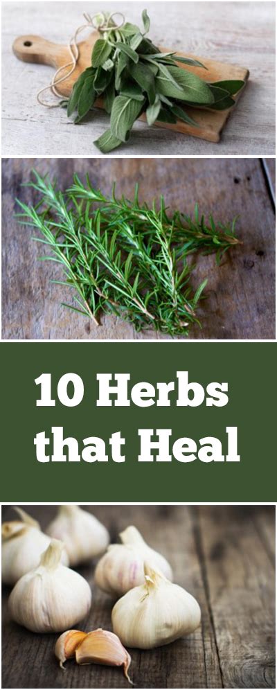 10 Herbs That Heal Bless My Weeds