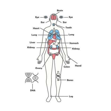 Imágenes Diagrama Del Cuerpo Humano Femenino Diagrama Cuerpo