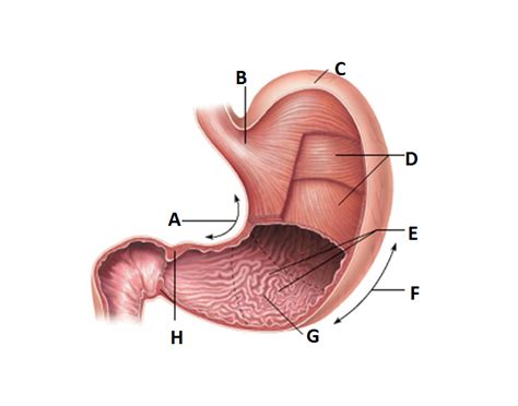 Free ncert and other textbook solutions. Anatomy of the stomach
