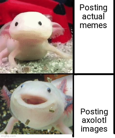 Annoyed Axolotl Imgflip