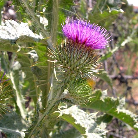 Scotch Thistle — Northern Arizona Invasive Plants