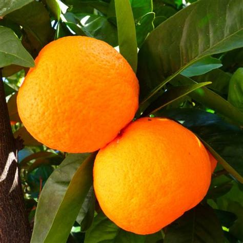 Oranger Sinensis Achat Direct Au Producteur