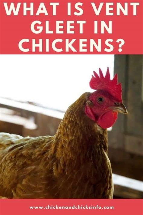 What Is Vent Gleet Candida Albicans Infection Explained Chicken And Chicks Info