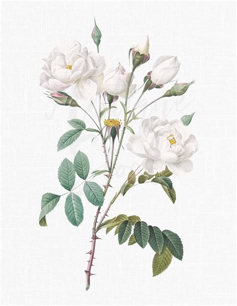 Botanical Illustration White Rose Of York Flower Etsy
