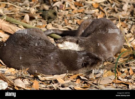 Otters Sleeping At The Audubon Zoo In New Orleans Louisiana Stock Photo