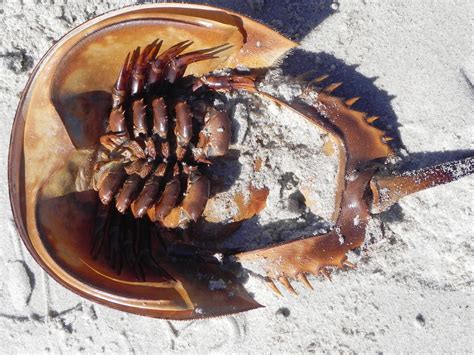 Horseshoe Crab On West Dennis Beach Cape Cod Ma Horseshoe Crab Crab
