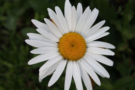 Flor Margarita | Naturaleza, Mejores fotos, Foto