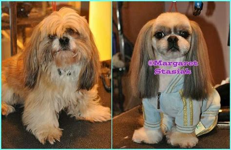 Beautiful Before And After Asian Style Shih Tzu By Margaret Dog