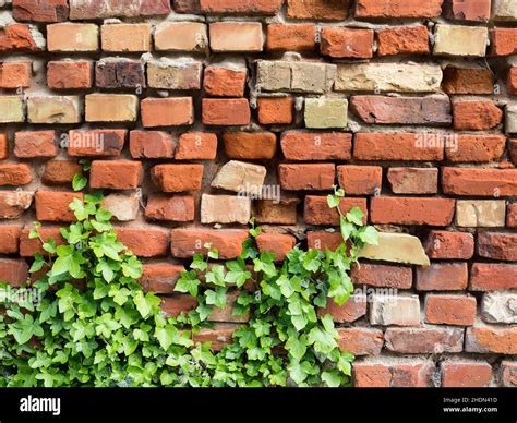 Ivy Brick Wall Creeper Plant Ivies Brick Walls Creeper Plants