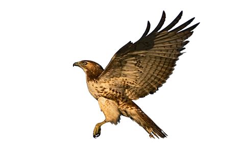 Transparent Background Hawk Png All Images Is Transparent Background