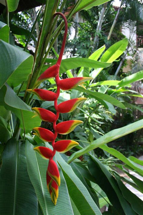Mit den exklusiven angeboten von exotenherz bieten wir ihnen hochwertige exotische zimmerpflanzen als besonderheit, die es sonst so nicht gibt. Bild "Exotische Pflanzen" zu Hotel Khao Lak Palm Beach ...
