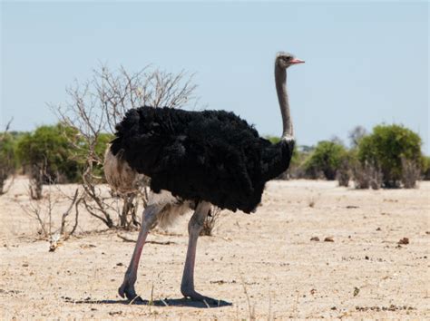 Ostrich Fascinating Africa