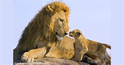 Lion Love Father Meets His Cub For The First Time