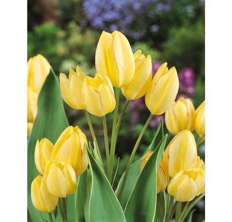 Tulipa ´antoinette´ Tulipán Bal 5 Ks 12