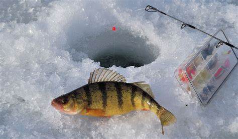 Ice Fishing Yellow Perch Colorado Outdoors Online
