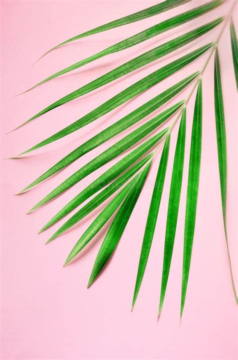 Tropical Palm Leaves On Pastel Pink Background Minimal Summer Concept