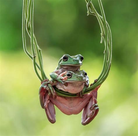 Cute Frog Photography Frog Cute Frogs Frog Pictures