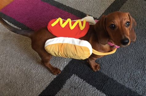 Weiner Dog In Hot Dog Costume Bmp We