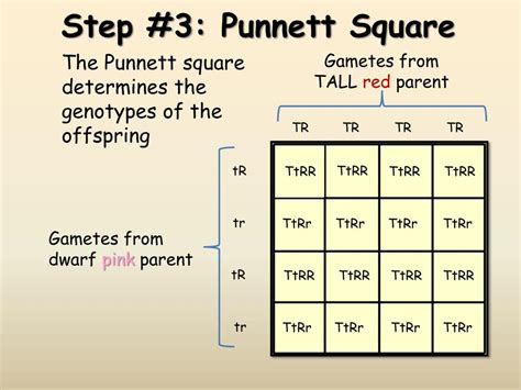 Punnett Square For A Dihybrid Cross