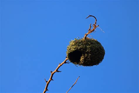 New Green Weavers Nest Against Sky Free Stock Photo Public Domain