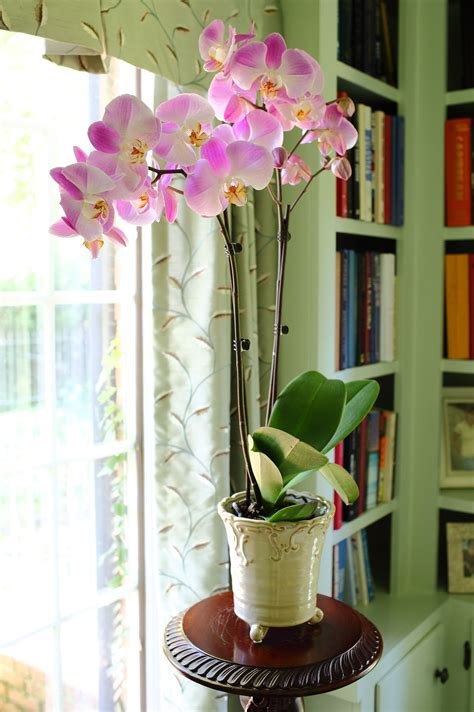 A Potted Plant Sitting On Top Of A Table In Front Of A Book Shelf