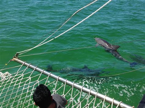 An Amazing Encounter With A Pod Of Dolphins On Tamboi Queen Cruises