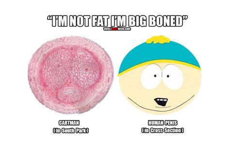 I-Heart-Histo on Twitter: ""I'm not fat I'm big boned" - Cartman #