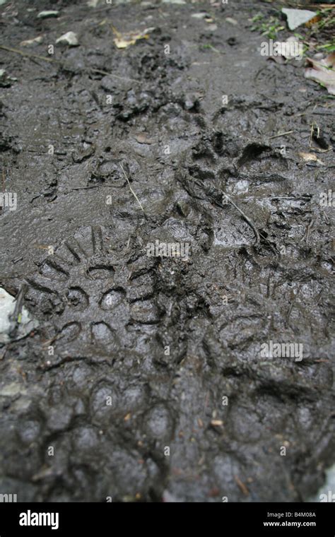 Muddy Human Footprints Hi Res Stock Photography And Images Alamy