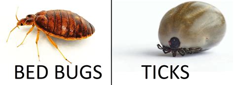 Tick Vs Bed Bug Whats The Difference
