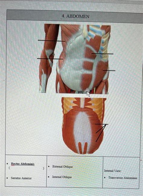 Solved Abdomen And Retroperitoneum Muscles Label The Muscle Chegg Com