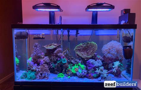 How To Cycle A Reef Aquarium Right Away With Corals First Reef