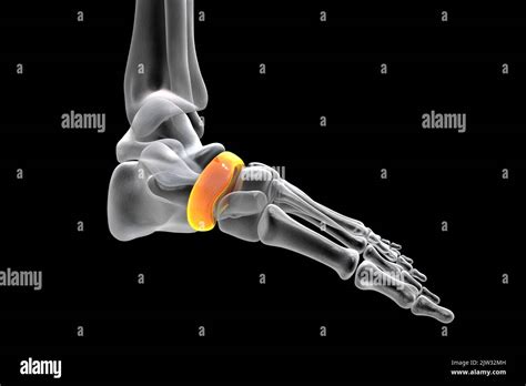 Navicular Bone Of The Foot Illustration Stock Photo Alamy