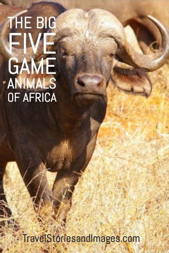The Big Five Game Animals Of Africa Animal Games Animals Africa