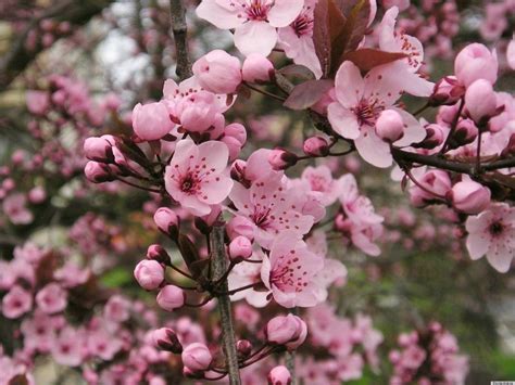 They flower in early spring because the trees have not produced leaves yet so there is plenty of sunlight. Beautiful Early Blooming Spring Flowers That Are Just As ...