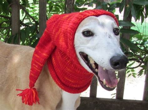 Crochet Dog Hat Pattern Ideas Best Collection Video Tutorial