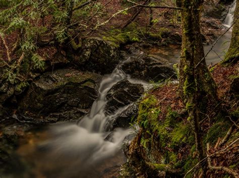 Forest Jungle River Rocks Stones Waterfalls Canada Wallpapers Hd