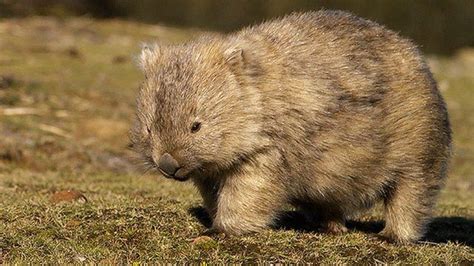 northern hairy nosed wombat
