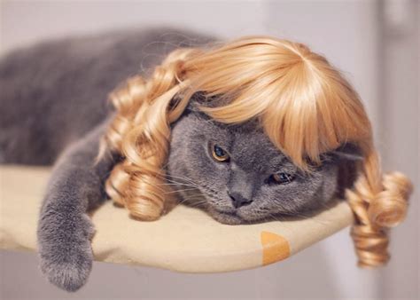 Cats With Wigs