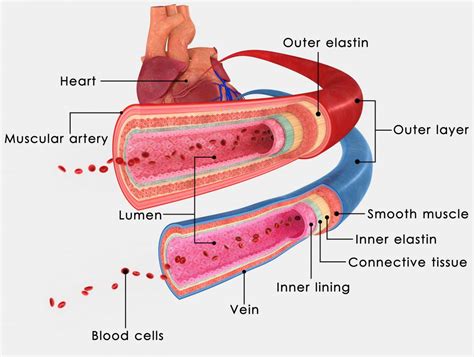 In Anatomy What Is A Lumen With Pictures