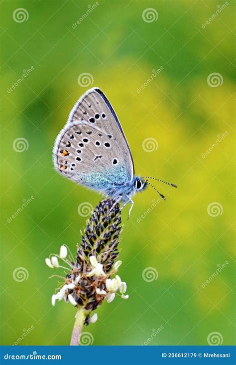 Polyommatus Semiargus The Mazarine Blue Butterfly Butterflies Of