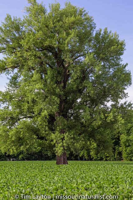 Eastern Cottonwood Tree Polulus Deltoides 072514 State Champion