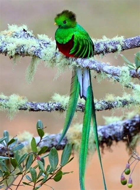 Quetzal National Bird Of Guatemala Colorful Birds Pretty Birds