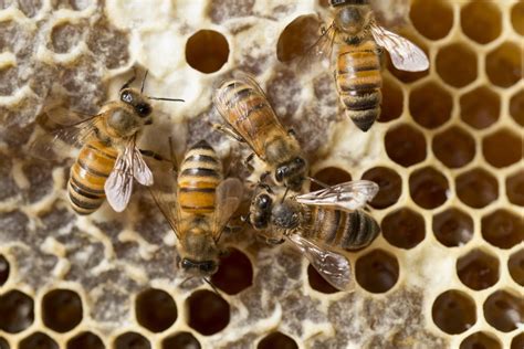 Til That When Male Honey Bees Mate Their Penises Explode And They Die