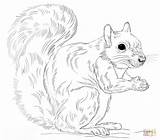 Squirrel Coloring Gray Eastern Drawing Printable sketch template