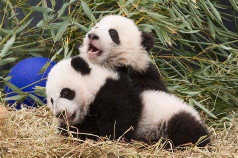 Giant Panda Is No Longer Endangered Experts Say Cbc News