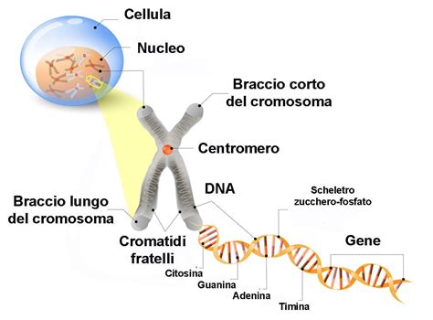 Geni E Genoma Cosa Sono La Definizione Scuola E Cultura